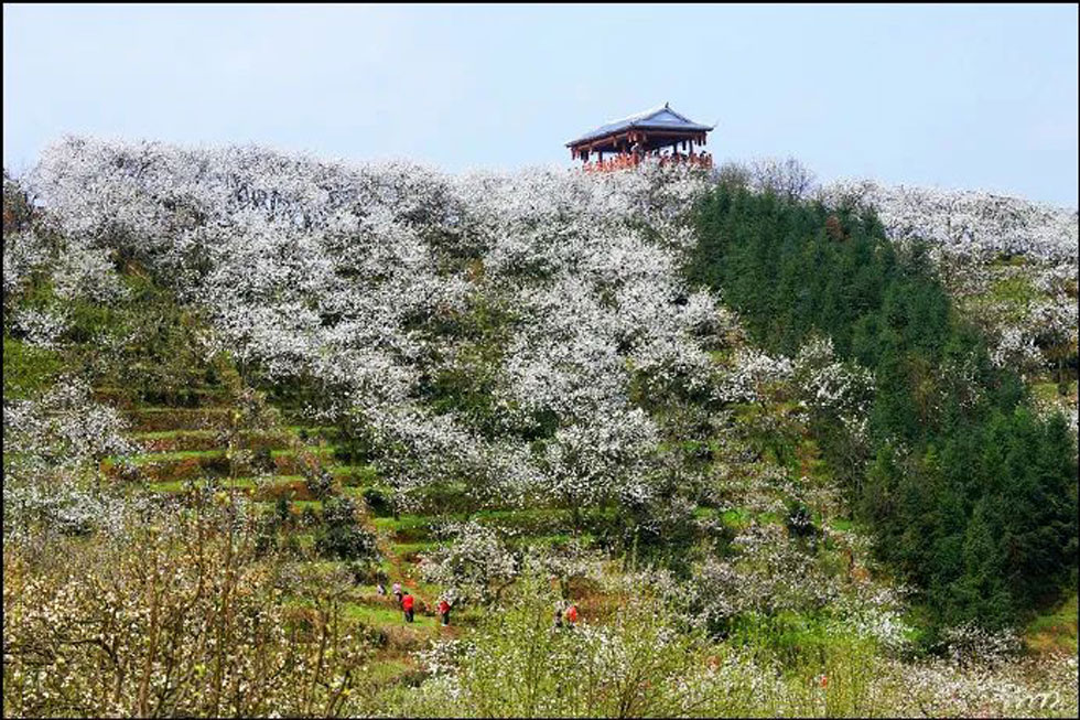 【春天，广西桂林灌阳县向您发出邀请！】我们在灌阳看梨花 - 游山玩水 - 中卫生活社区 - 中卫28生活网 zw.28life.net