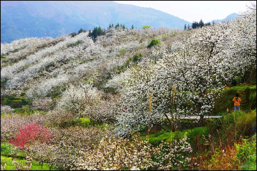 【春天，广西桂林灌阳县向您发出邀请！】我们在灌阳看梨花 - 游山玩水 - 中卫生活社区 - 中卫28生活网 zw.28life.net