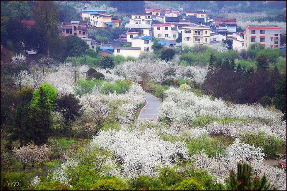 【春天，广西桂林灌阳县向您发出邀请！】我们在灌阳看梨花 - 游山玩水 - 中卫生活社区 - 中卫28生活网 zw.28life.net