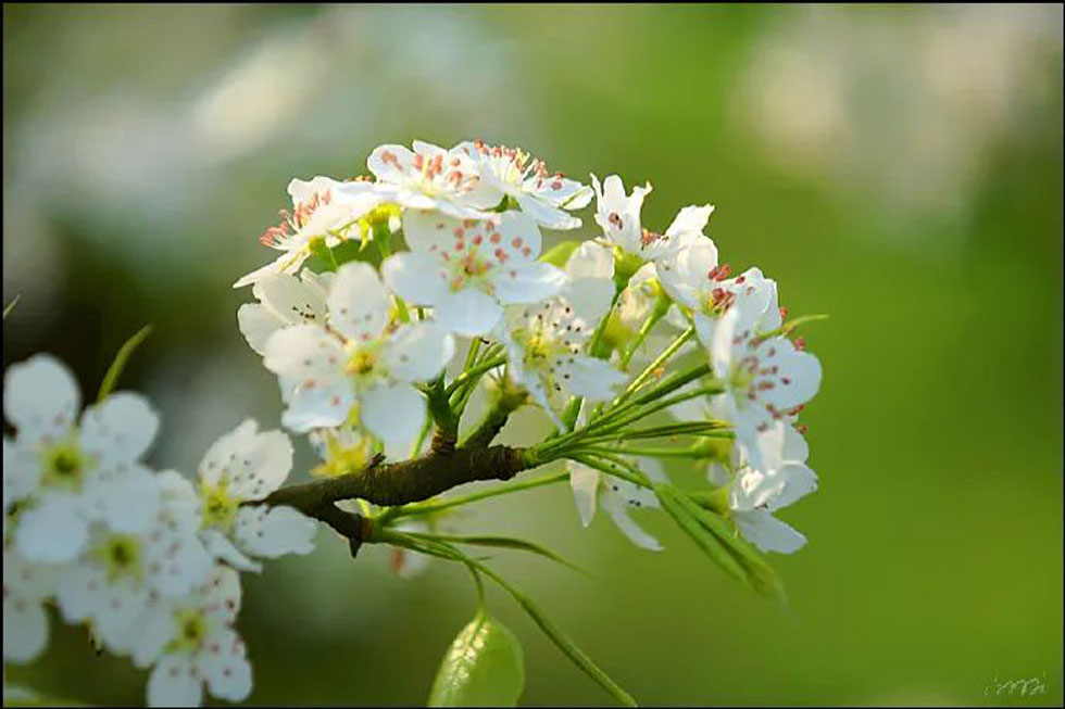 【春天，广西桂林灌阳县向您发出邀请！】我们在灌阳看梨花 - 游山玩水 - 中卫生活社区 - 中卫28生活网 zw.28life.net