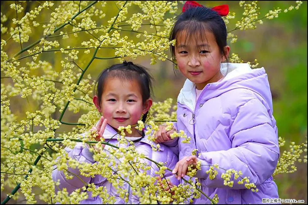 【春天，广西桂林灌阳县向您发出邀请！】米珠山前有片山苍子花在飘香 - 游山玩水 - 中卫生活社区 - 中卫28生活网 zw.28life.net