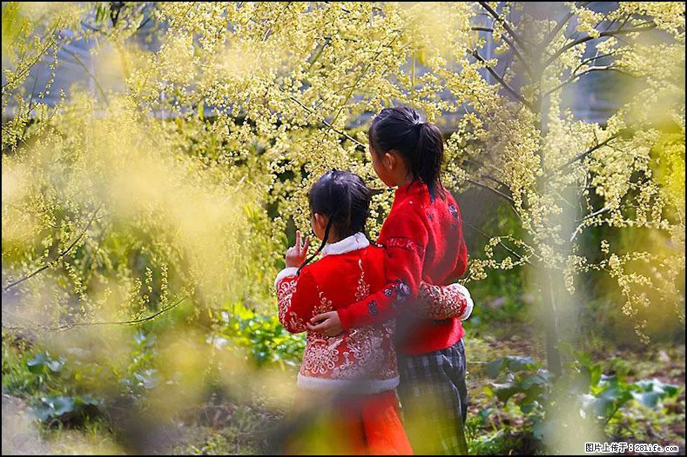 【春天，广西桂林灌阳县向您发出邀请！】米珠山前有片山苍子花在飘香 - 游山玩水 - 中卫生活社区 - 中卫28生活网 zw.28life.net