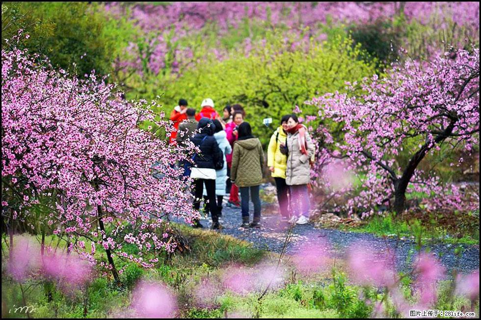 【春天，广西桂林灌阳县向您发出邀请！】官庄村有个醉美的桃花园 - 游山玩水 - 中卫生活社区 - 中卫28生活网 zw.28life.net