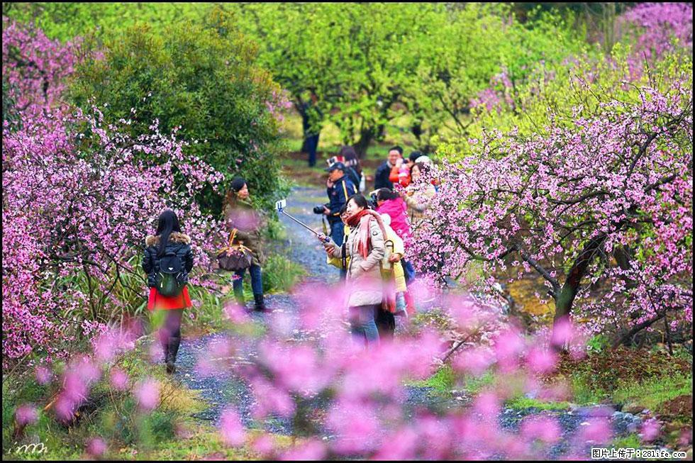 【春天，广西桂林灌阳县向您发出邀请！】官庄村有个醉美的桃花园 - 游山玩水 - 中卫生活社区 - 中卫28生活网 zw.28life.net