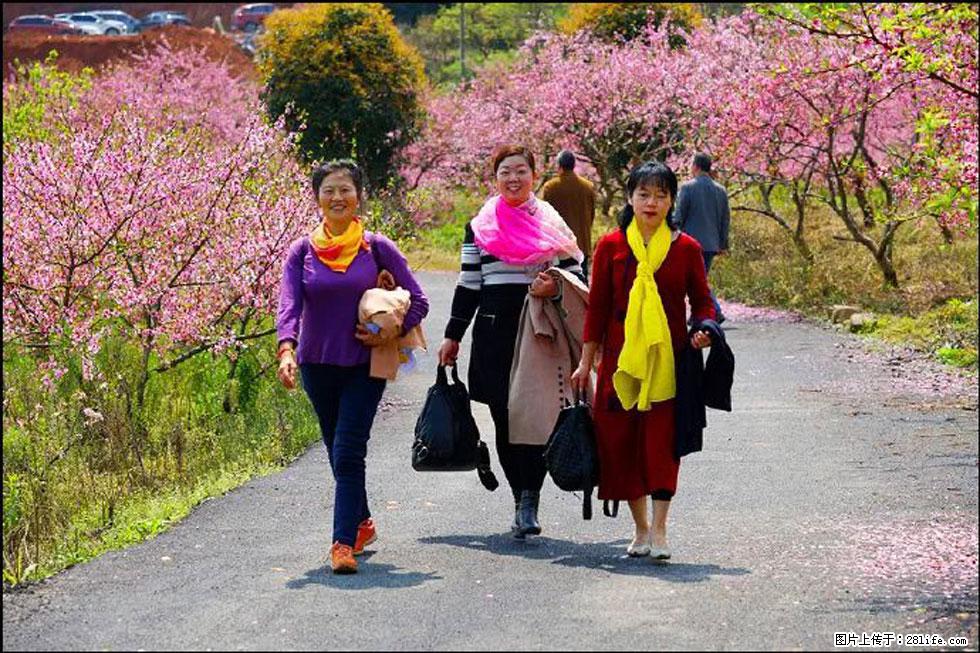 【春天，广西桂林灌阳县向您发出邀请！】官庄村有个醉美的桃花园 - 游山玩水 - 中卫生活社区 - 中卫28生活网 zw.28life.net