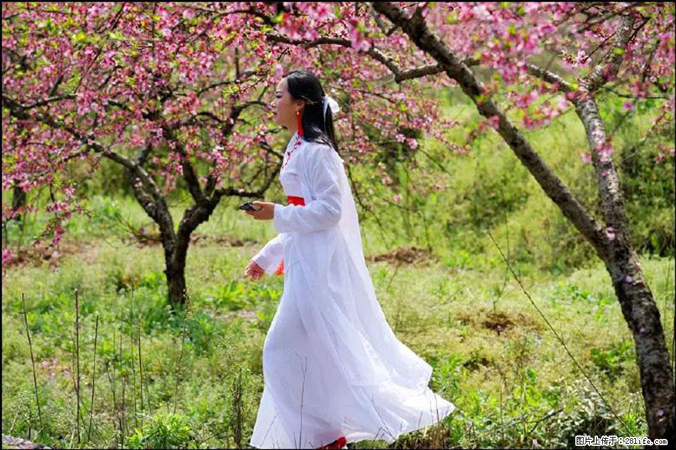 【春天，广西桂林灌阳县向您发出邀请！】官庄村有个醉美的桃花园 - 游山玩水 - 中卫生活社区 - 中卫28生活网 zw.28life.net