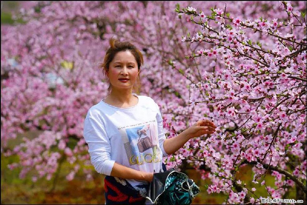 【春天，广西桂林灌阳县向您发出邀请！】官庄村有个醉美的桃花园 - 游山玩水 - 中卫生活社区 - 中卫28生活网 zw.28life.net