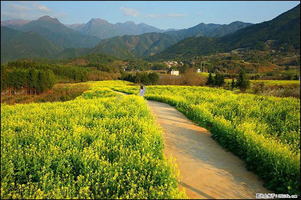 【春天，广西桂林灌阳县向您发出邀请！】长坪村油菜盛情花开 - 游山玩水 - 中卫生活社区 - 中卫28生活网 zw.28life.net