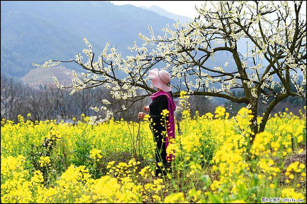 【春天，广西桂林灌阳县向您发出邀请！】长坪村油菜盛情花开 - 游山玩水 - 中卫生活社区 - 中卫28生活网 zw.28life.net