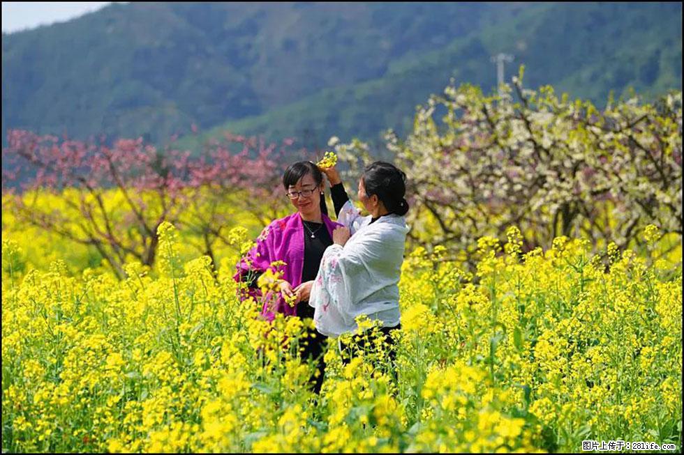 【春天，广西桂林灌阳县向您发出邀请！】长坪村油菜盛情花开 - 游山玩水 - 中卫生活社区 - 中卫28生活网 zw.28life.net