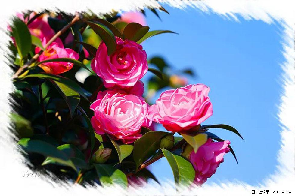 【春天，广西桂林灌阳县向您发出邀请！】杨柳井茶花惹人爱 - 游山玩水 - 中卫生活社区 - 中卫28生活网 zw.28life.net