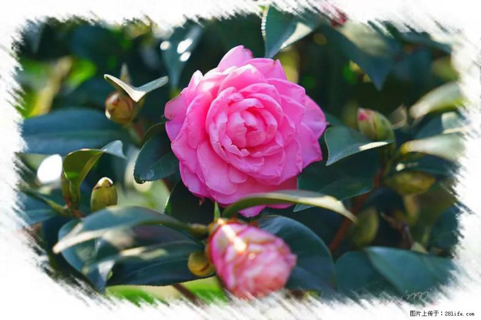 【春天，广西桂林灌阳县向您发出邀请！】杨柳井茶花惹人爱 - 游山玩水 - 中卫生活社区 - 中卫28生活网 zw.28life.net