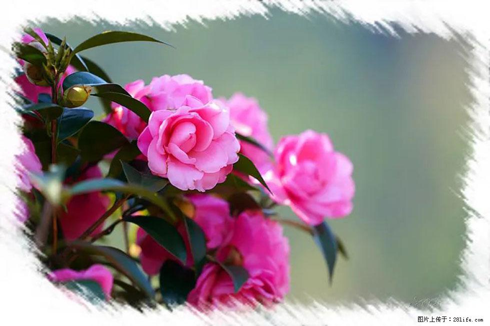 【春天，广西桂林灌阳县向您发出邀请！】杨柳井茶花惹人爱 - 游山玩水 - 中卫生活社区 - 中卫28生活网 zw.28life.net