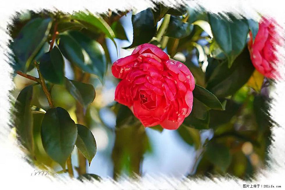 【春天，广西桂林灌阳县向您发出邀请！】杨柳井茶花惹人爱 - 游山玩水 - 中卫生活社区 - 中卫28生活网 zw.28life.net
