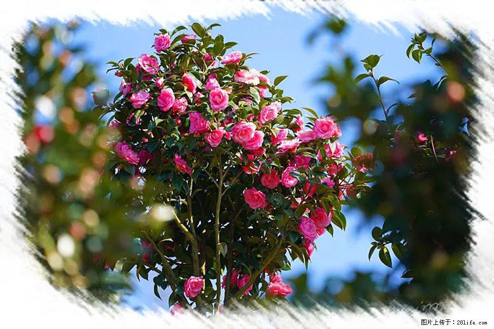 【春天，广西桂林灌阳县向您发出邀请！】杨柳井茶花惹人爱 - 游山玩水 - 中卫生活社区 - 中卫28生活网 zw.28life.net