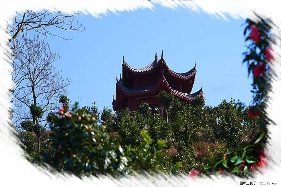 【春天，广西桂林灌阳县向您发出邀请！】杨柳井茶花惹人爱 - 游山玩水 - 中卫生活社区 - 中卫28生活网 zw.28life.net