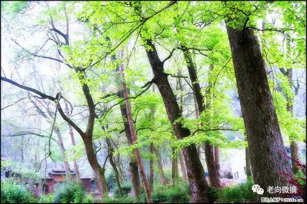 【春天，广西桂林灌阳县向您发出邀请！】在小龙村与春天约会 - 游山玩水 - 中卫生活社区 - 中卫28生活网 zw.28life.net
