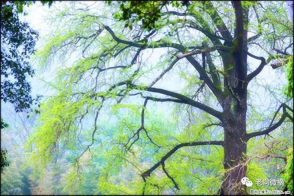 【春天，广西桂林灌阳县向您发出邀请！】在小龙村与春天约会 - 游山玩水 - 中卫生活社区 - 中卫28生活网 zw.28life.net