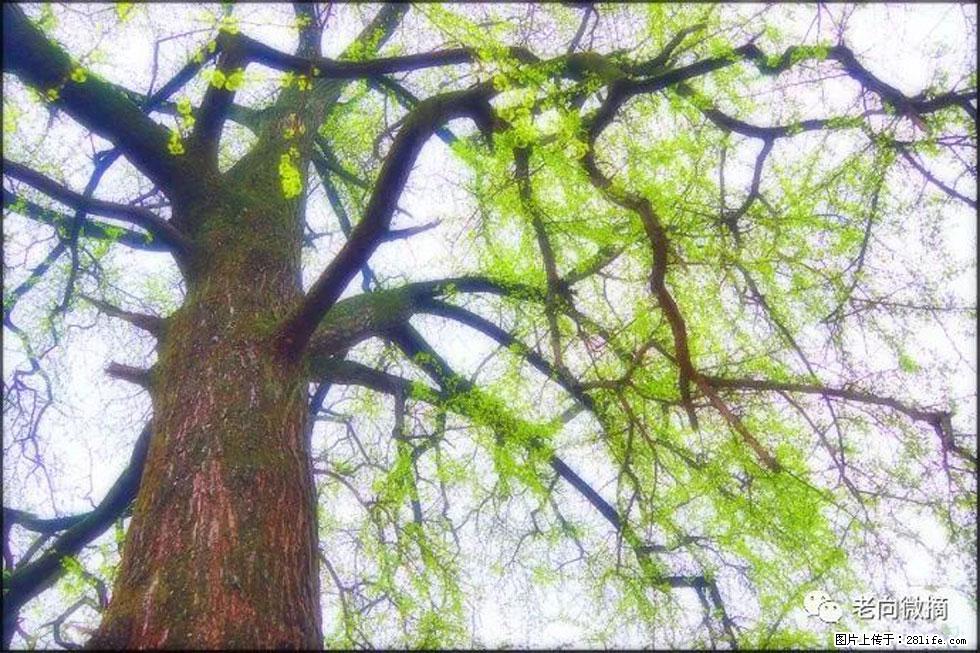 【春天，广西桂林灌阳县向您发出邀请！】在小龙村与春天约会 - 游山玩水 - 中卫生活社区 - 中卫28生活网 zw.28life.net