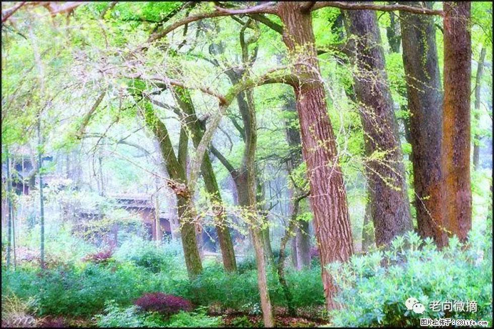 【春天，广西桂林灌阳县向您发出邀请！】在小龙村与春天约会 - 游山玩水 - 中卫生活社区 - 中卫28生活网 zw.28life.net