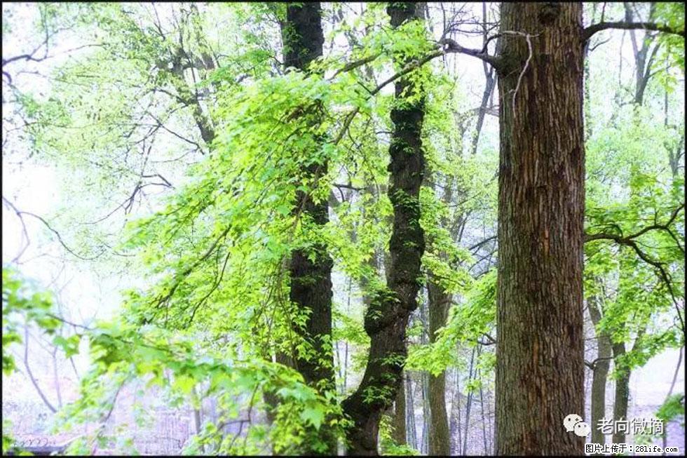 【春天，广西桂林灌阳县向您发出邀请！】在小龙村与春天约会 - 游山玩水 - 中卫生活社区 - 中卫28生活网 zw.28life.net