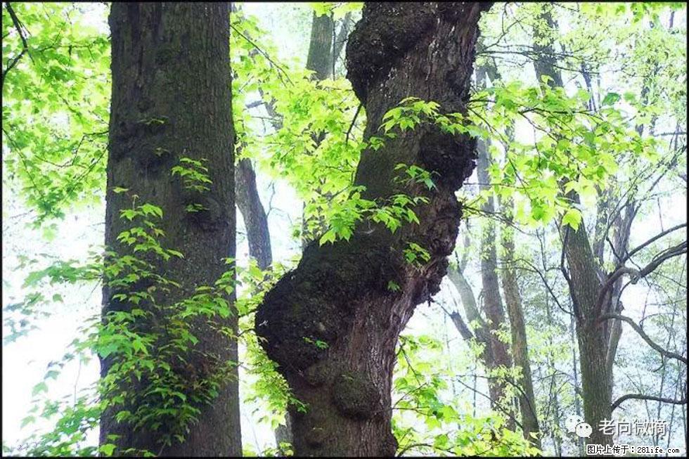 【春天，广西桂林灌阳县向您发出邀请！】在小龙村与春天约会 - 游山玩水 - 中卫生活社区 - 中卫28生活网 zw.28life.net