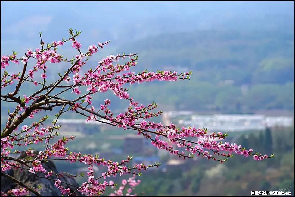 【春天，广西桂林灌阳县向您发出邀请！】望月岭上桃花开 - 游山玩水 - 中卫生活社区 - 中卫28生活网 zw.28life.net