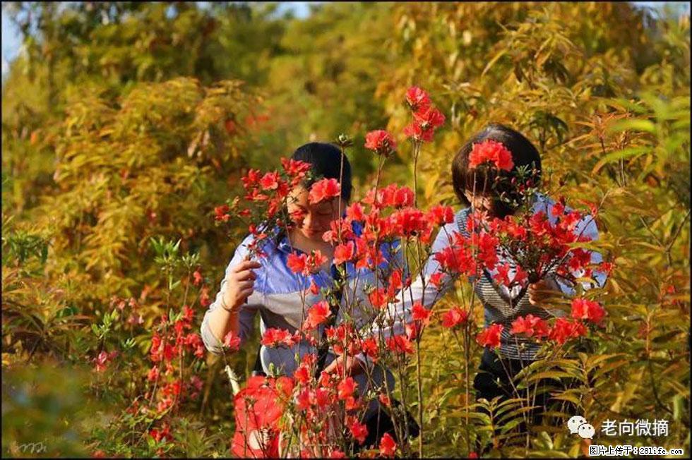 【春天，广西桂林灌阳县向您发出邀请！】登麒麟山，相约映山红 - 游山玩水 - 中卫生活社区 - 中卫28生活网 zw.28life.net