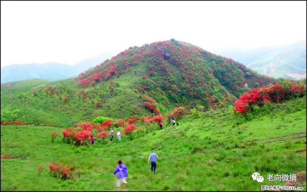 【春天，广西桂林灌阳县向您发出邀请！】宝盖山上映山红 - 游山玩水 - 中卫生活社区 - 中卫28生活网 zw.28life.net