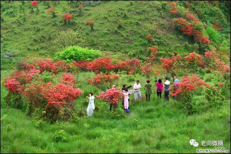 【春天，广西桂林灌阳县向您发出邀请！】宝盖山上映山红 - 游山玩水 - 中卫生活社区 - 中卫28生活网 zw.28life.net