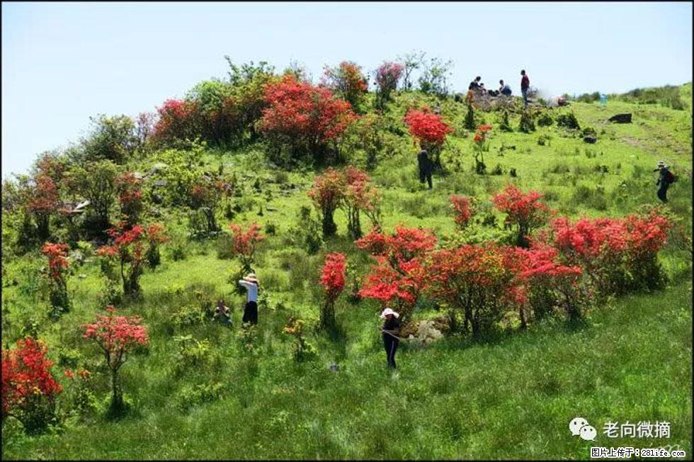 【春天，广西桂林灌阳县向您发出邀请！】宝盖山上映山红 - 游山玩水 - 中卫生活社区 - 中卫28生活网 zw.28life.net