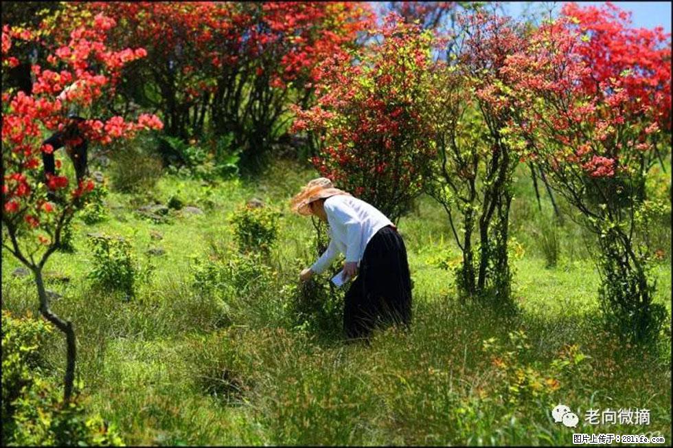 【春天，广西桂林灌阳县向您发出邀请！】宝盖山上映山红 - 游山玩水 - 中卫生活社区 - 中卫28生活网 zw.28life.net