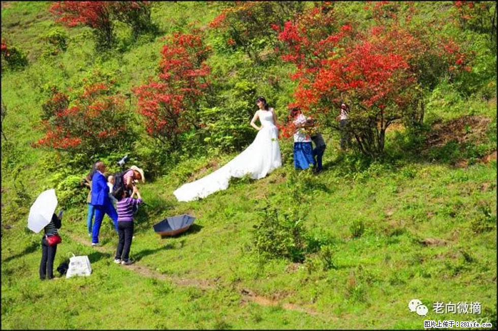 【春天，广西桂林灌阳县向您发出邀请！】宝盖山上映山红 - 游山玩水 - 中卫生活社区 - 中卫28生活网 zw.28life.net
