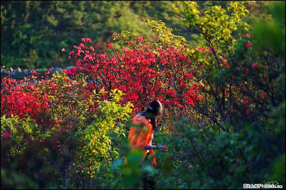 【春天，广西桂林灌阳县向您发出邀请！】春木界上映山红 - 游山玩水 - 中卫生活社区 - 中卫28生活网 zw.28life.net