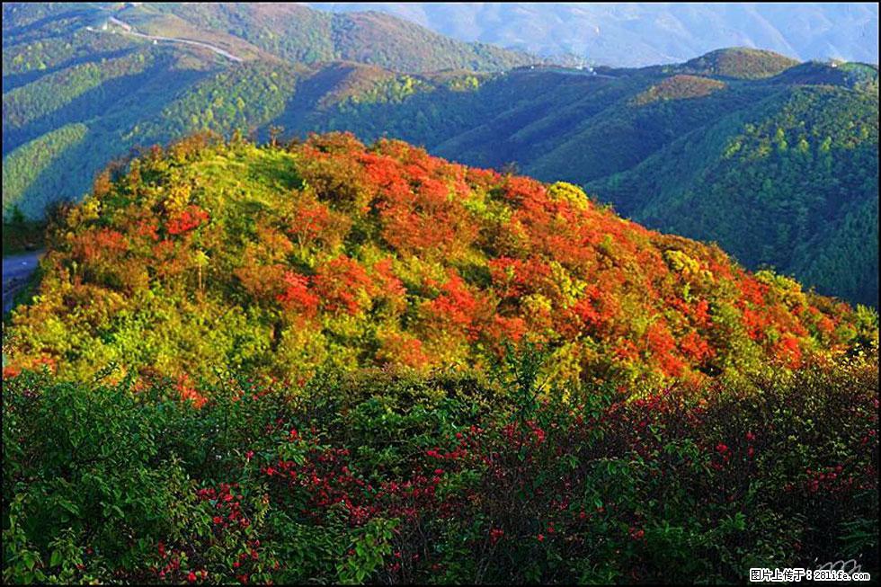 【春天，广西桂林灌阳县向您发出邀请！】春木界上映山红 - 游山玩水 - 中卫生活社区 - 中卫28生活网 zw.28life.net