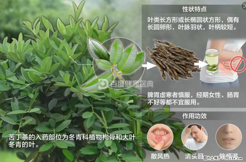 苦丁茶有哪些功效和作用 - 生活百科 - 中卫生活社区 - 中卫28生活网 zw.28life.net