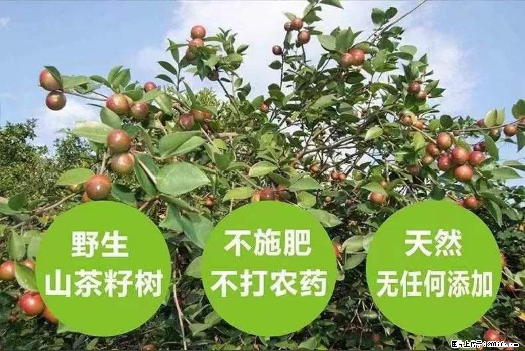 【灌阳县油茶产业示范区】一个有着充实的精神生活的人，对待身外之物自会有一种淡泊的态度 - 土特产 - 饮食特产 - 中卫分类信息 - 中卫28生活网 zw.28life.net