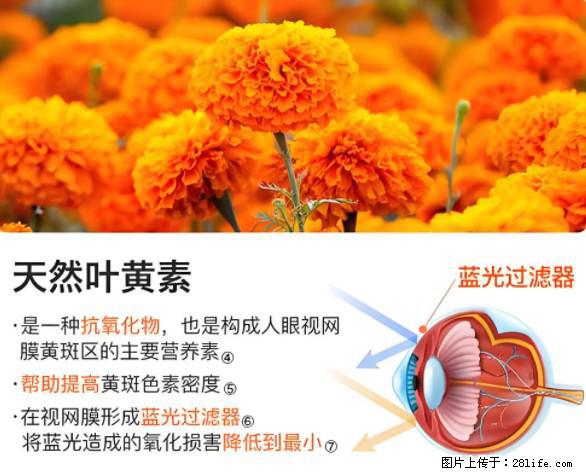 叶黄素有什么功效和作用 - 生活百科 - 中卫生活社区 - 中卫28生活网 zw.28life.net