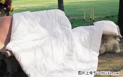 被子有异味？只要这样做，比晒太阳还强100倍！ - 家居生活 - 中卫生活社区 - 中卫28生活网 zw.28life.net