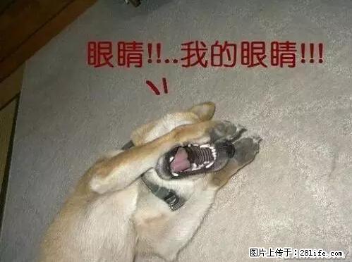 笑癫了！一女的怀孕三年未生，他终于忍不住了... - 娱乐八卦 - 中卫生活社区 - 中卫28生活网 zw.28life.net