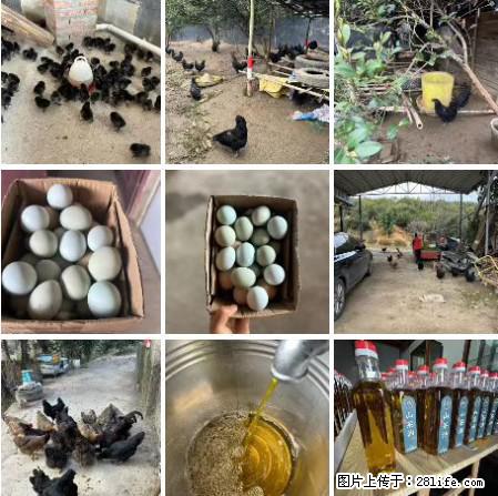 油茶园从小鸡仔开始养起的纯土鸡、土鸡蛋可以预定啦！还有前几天刚榨的纯山茶油哦 - 美食天地 - 中卫生活社区 - 中卫28生活网 zw.28life.net