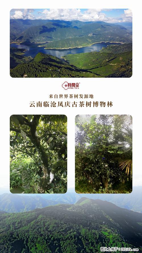 时间果百年古树2025年春红茶 - 购物交流 - 中卫生活社区 - 中卫28生活网 zw.28life.net