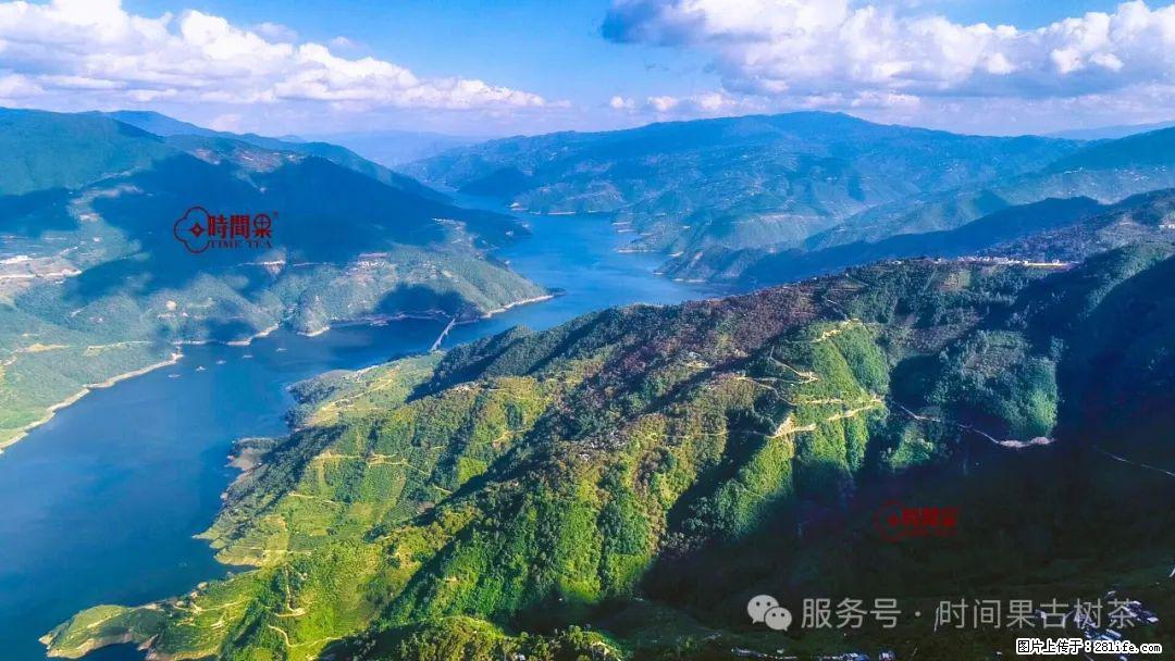 时间果百年古树龙珠普洱生茶 - 购物交流 - 中卫生活社区 - 中卫28生活网 zw.28life.net