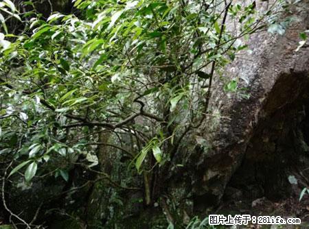 平乐石崖茶，珍贵仅次于金花茶 - 中卫生活资讯 - 中卫28生活网 zw.28life.net