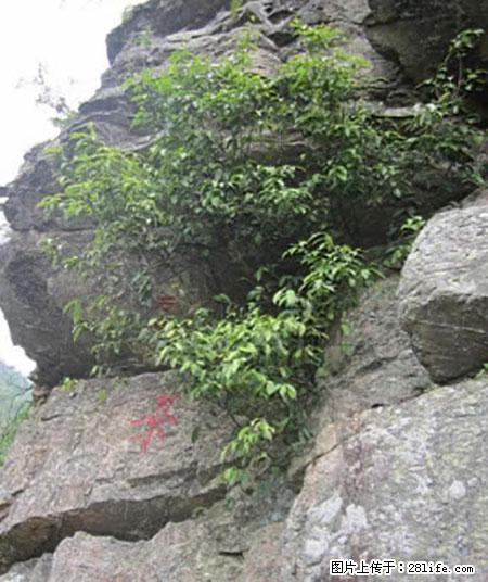 平乐石崖茶，珍贵仅次于金花茶 - 中卫生活资讯 - 中卫28生活网 zw.28life.net