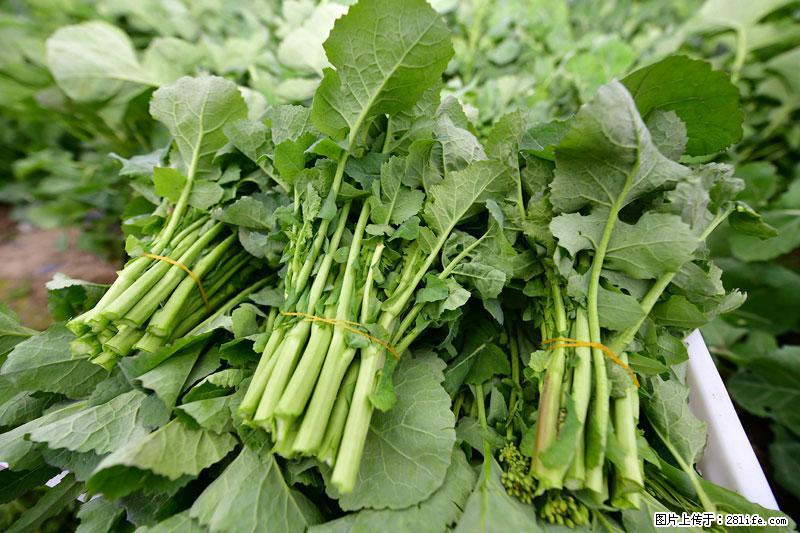 这些蔬菜是“天然钙片”，这6种被医生重点推荐 - 中卫生活资讯 - 中卫28生活网 zw.28life.net